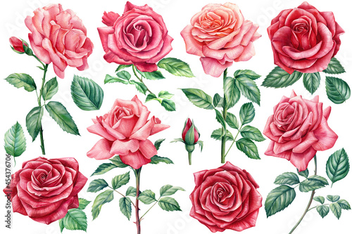 Flowers roses, branches, leaves and buds on an isolated white background, watercolor illustration, floral design © Hanna