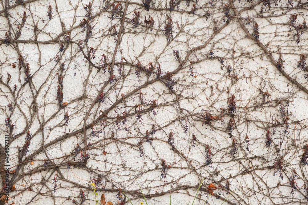 Branches climbing plant with berries on the white plaster wall background. Branches climbing plant with berries on the white plaster wall background.