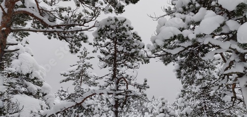 Snow covered branches