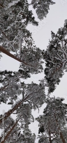 Snow covered trees