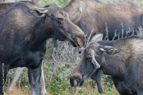 Moose in the Colorado Rocky Mountains