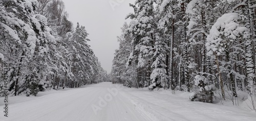 Snow covered trees