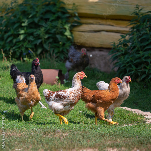 chickens of different colored breeds walk on the lawn in the village