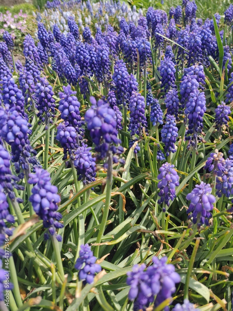 Naklejka premium In the garden