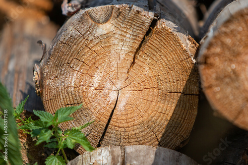 old, cracked pine end saw cut