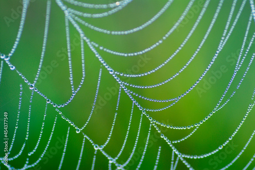 Dew covered spider web on a green background