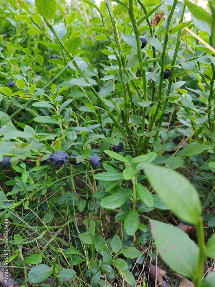 Blueberries Blueberries