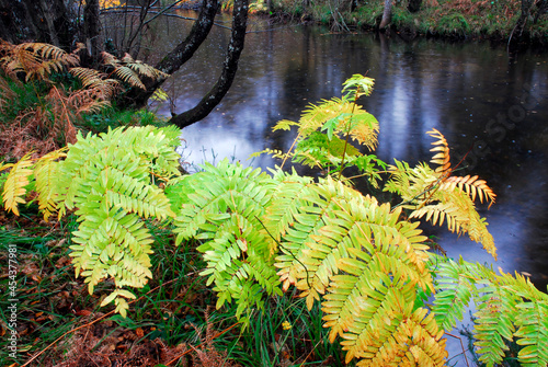 Fronds of the royal fern Osmunda regalis with fall colors photo
