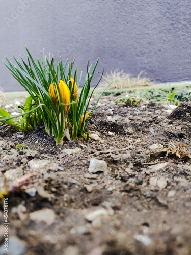 Spring flowers
