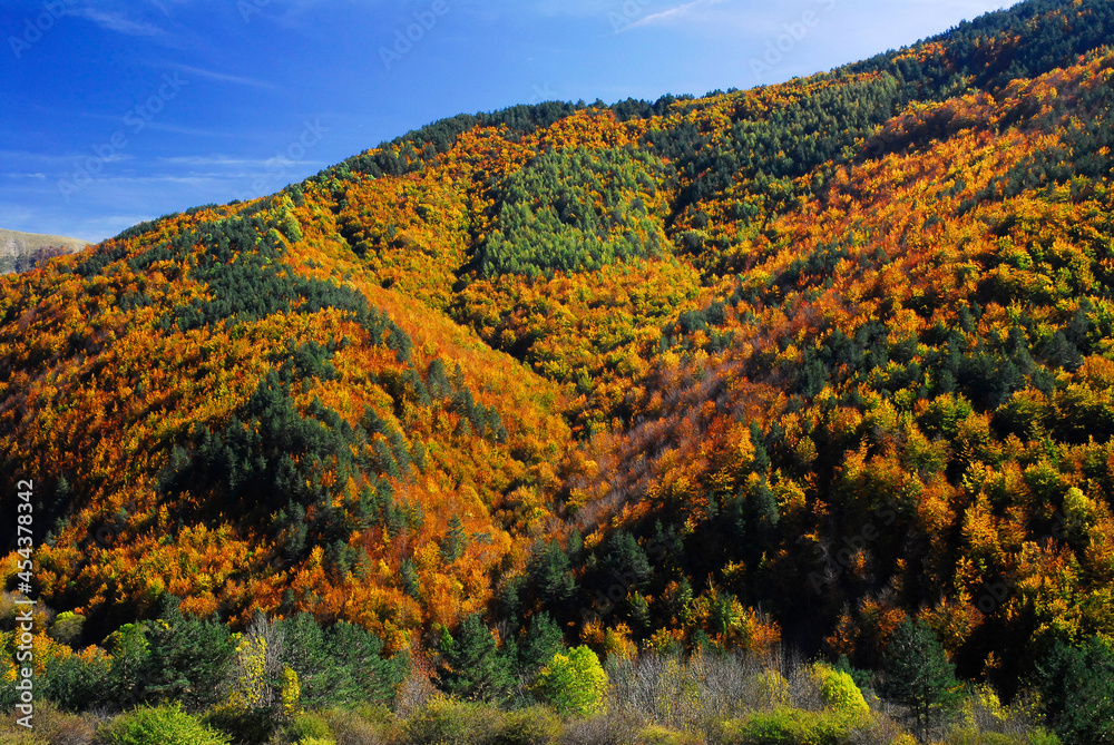 Beech and Scots pine forest in the Irati Forest with the colors of autumn. Navarre. Spain