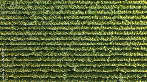 Overhead view of a sunflower field. Large-scale cultivation of sunflowers in a sunny environment. It's recorded from the top and you can see the detail of the sunflowers and the lines of the crop.