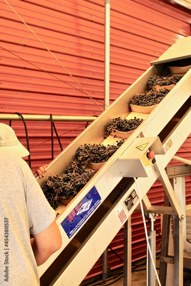 Red grapes loaded on conveyor belt for destemming the process of