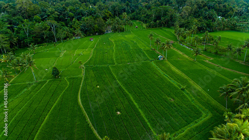 Arial Bali Ubud padi rice fields farm in Indonesia.