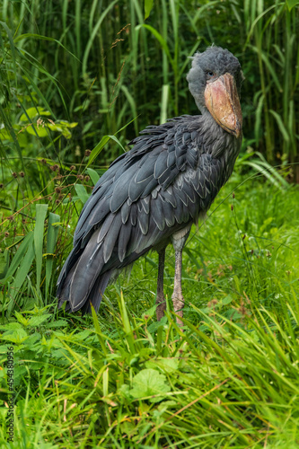 Vogelpark Walsrode photo