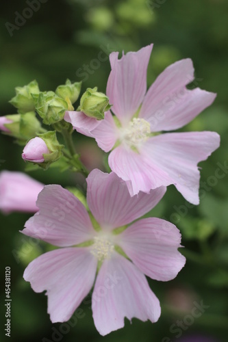 delicate pink flowers