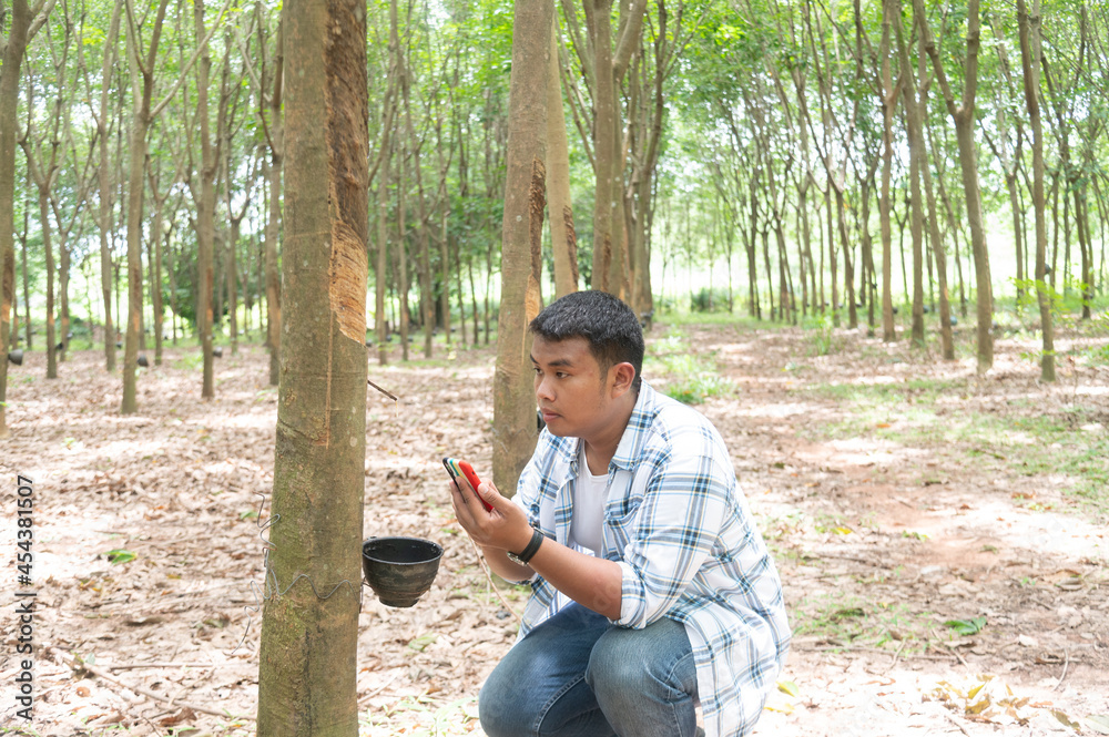 Asian smart farmer agriculturist happy at a rubber tree plantation with