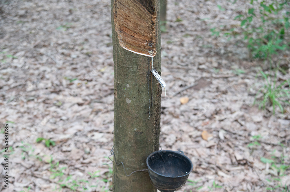 Rubber plantation After harvest in southern Thailand Rubber plantation After harvest in southern Thailand