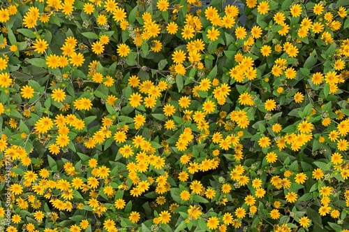 Top view of Melampodium Butter Daisy, mini sun flower, yellow flower Rudbeckia, Heliopsis helianthoides