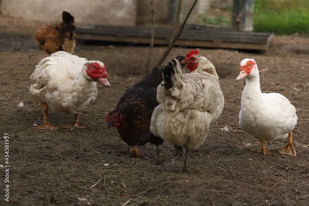 Kury, kaczki, Zwierzęta, wieś, ptaki, ptactwo, Chickens, ducks, animals, countryside, birds, fowl