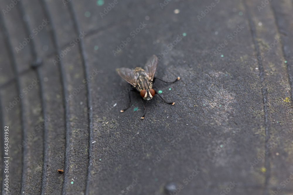 Obraz premium a housefly sits on a tire from a tractor