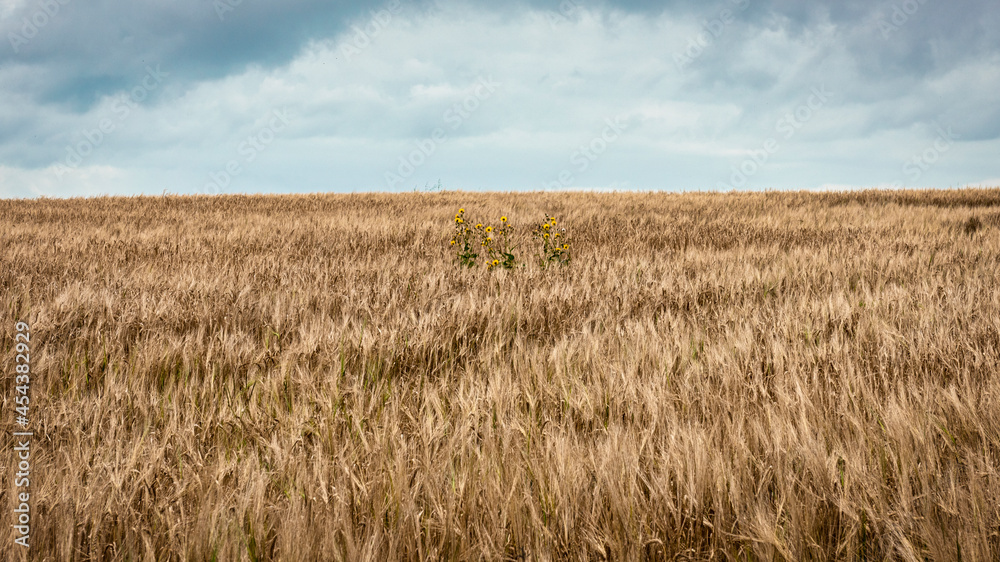 Barley field near Hythe in Kent, England Barley field near Hythe in Kent, England