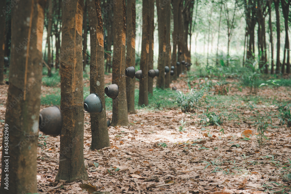 Natural tunnel of rubber plantation at sunset from Phuket Thailand .Rubber plantation . Natural tunnel of rubber plantation at sunset from Phuket Thailand .Rubber plantation .
