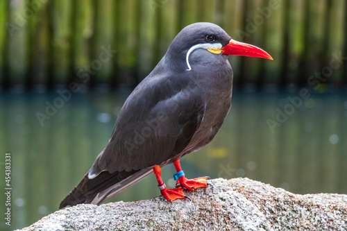 Vogelpark Walsrode photo