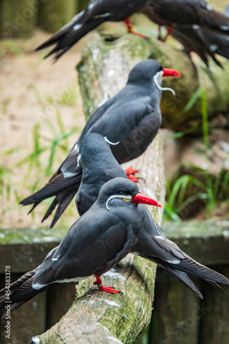 Vogelpark Walsrode photo