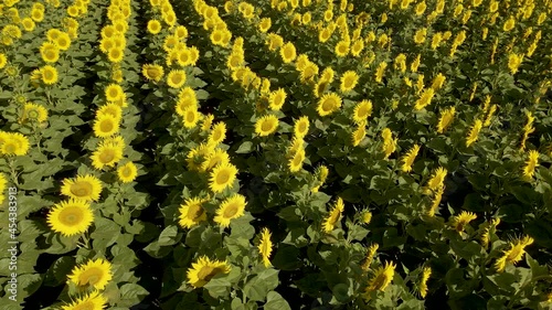 Overhead view of a sunflower field. Large-scale cultivation of sunflowers in a sunny environment. You can see the detail of the sunflowers moving with the air and the lines of the crop.