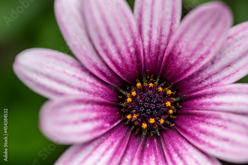 Light purple Osteospermum  also known as Soprano Purple  African Daisy