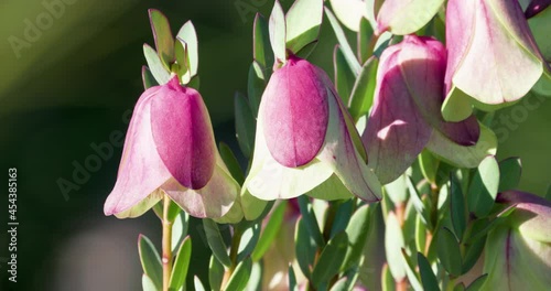 Qualup Bell Wildflowers between Perth, Margaret River. Western Australia Tourism photo