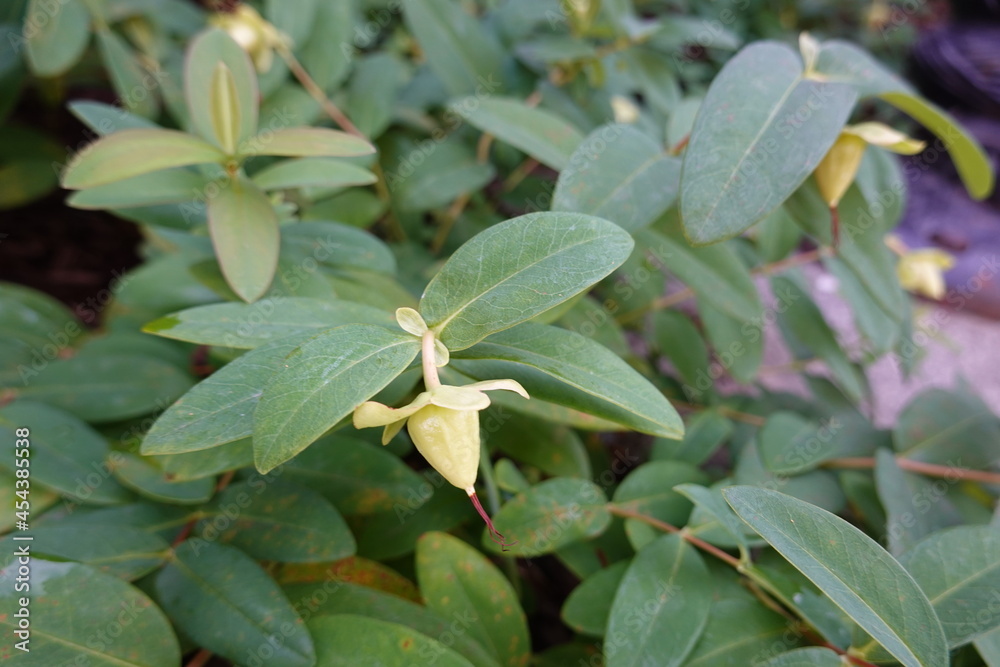 Hypericum perforatum (Perforate St. John's Wort) is an upright perennial with showy, star-shaped, yellow flowers. Hypericum perforatum (Perforate St. John's Wort) is an upright perennial with showy, star-shaped, yellow flowers.