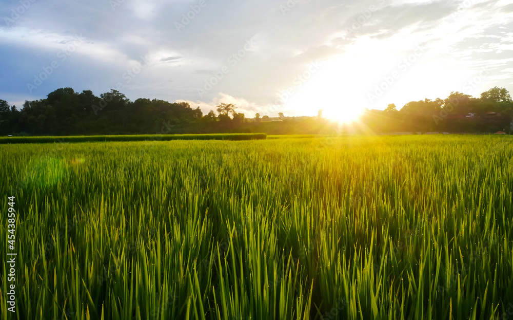 Landscape Green rice field rainy season and sunset beautiful natural scenery