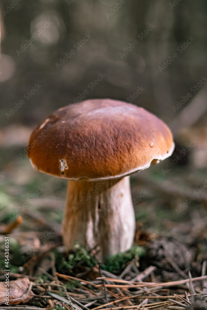Beautiful boletus edulis mushroom in a forest. White mushroom in sunny day Beautiful boletus edulis mushroom in a forest. White mushroom in sunny day