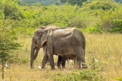 Elephant family together