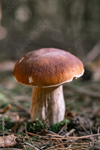 Beautiful boletus edulis mushroom in a forest. White mushroom in sunny day