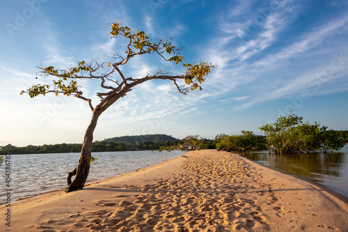 Beautiful view of sand and trees at Tapajos River beach in Amazon Rainforest on sunny summer day. Alter do Chao, Para, Brazil. Concept of nature, conservation, environment, ecology, tourism, travel. photo