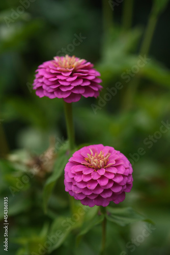 A flower bed with zinnias in the garden