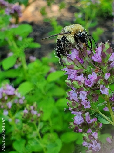 bee on a flower