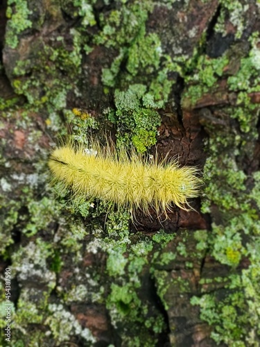 moss on tree