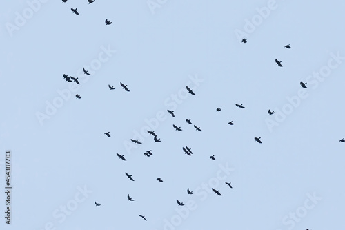 A flock of crows flies in the morning sky