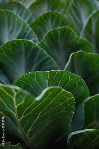 Green leaf close up background.