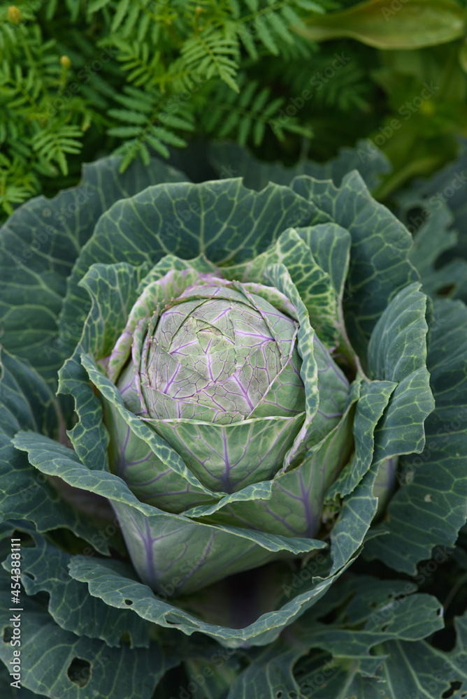 Fototapeta premium Close up of cabbage head