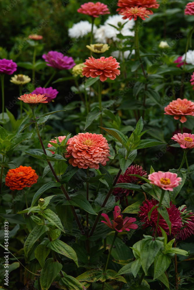 A flower bed with zinnias in the garden A flower bed with zinnias in the garden