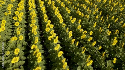 Shot of drone moving through a field of sunflowers. Large-scale cultivation of sunflowers in a sunny environment. You can see the detail of the sunflowers and the lines of the crop.
