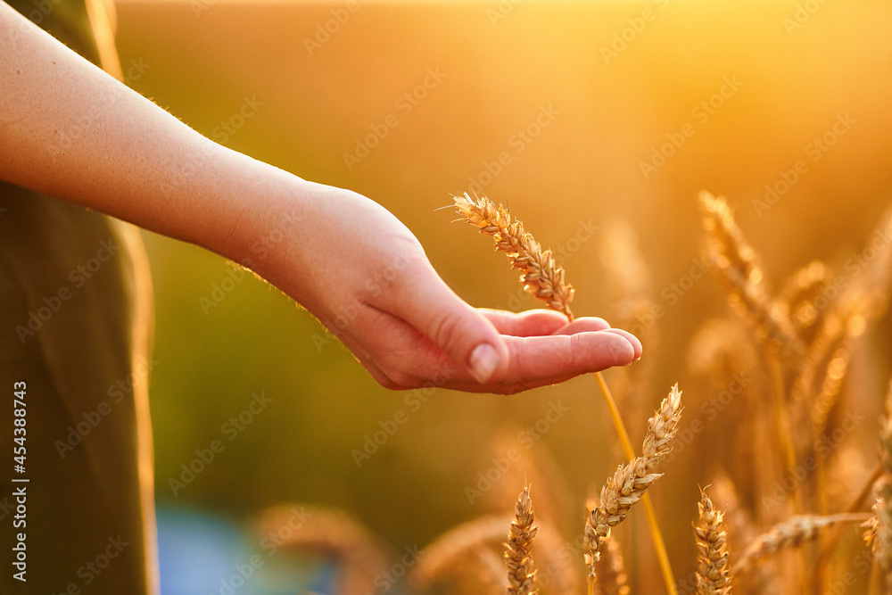Woman farmer walks through a yellow field of ripe wheat and touches the golden spikelets with her hand at sunset Woman farmer walks through a yellow field of ripe wheat and touches the golden spikelets with her hand at sunset
