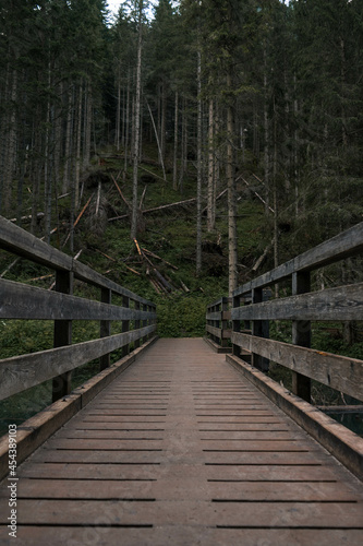 boardwalk in the forest