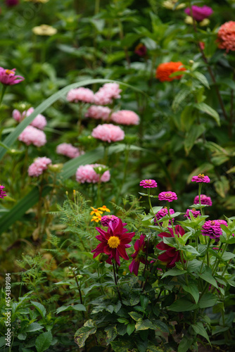 A flower bed with zinnias in the garden