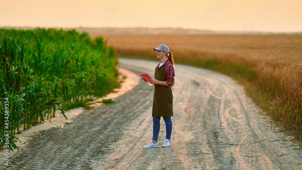 Woman farmer agronomist standing on road between ripe green corn and yellow golden grain fields in the countryside