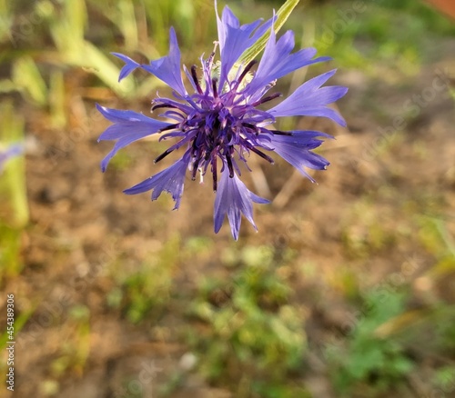 flower in the garden